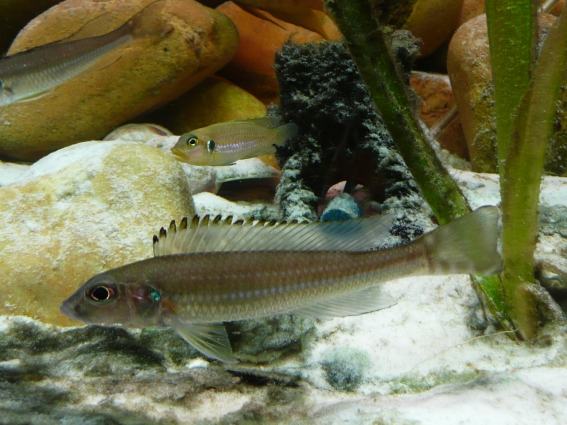2010725165131_lepthrinops placidochromis jalo 004.jpg